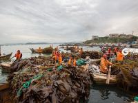 海带丰收季，船儿穿梭满仓归