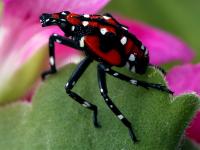 一起看大千世界里的多彩小生命