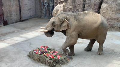 回顾|世界大象日，记者入象营做“铲屎官”