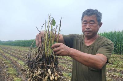 用“施力龙”叶面肥花生减产？厂家：和雨水湿度使用方法有关