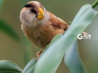 青岛发现震旦雅雀 被誉为鸟中大熊猫 