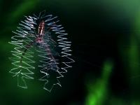 一起看大千世界里的多彩小生命