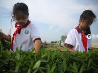 小小农夫 打卡校园里的“屋顶农场”