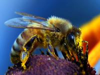 一起看大千世界里的多彩小生命