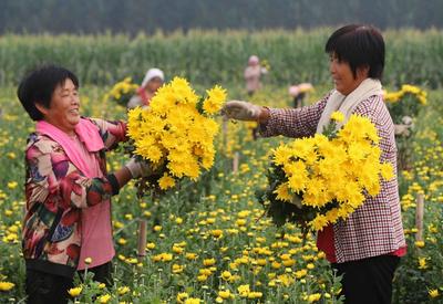 河北临西：鲜切菊花俏市场
