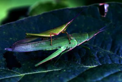 一起看大千世界里的多彩小生命
