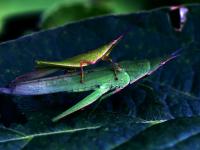 一起看大千世界里的多彩小生命