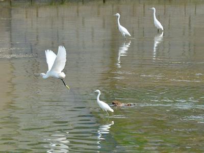 水鸟列队，守坝待鱼