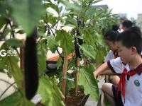 小小农夫 打卡校园里的“屋顶农场”