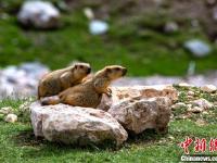 柴达木盆地高原旱獭“秀恩爱” 