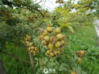 金刺梨生金  贫困村变身别墅村