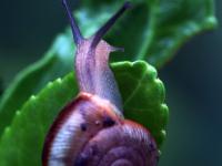 一起看大千世界里的多彩小生命