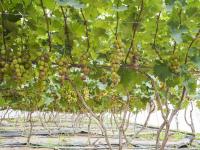 甜蜜开启，灵珠山葡萄正式进入采摘季。