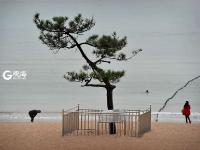 一浴的“树坚强” 陪你看过春夏与秋冬