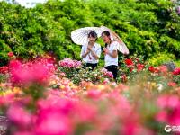 镜头下的青岛美丽乡村，宛如调色板