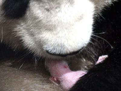 三喜临门！两只大熊猫相继诞下“仨闺女”