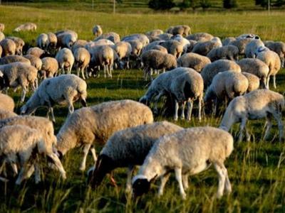 蒙古国希望把捐赠的3万只羊献给在抗疫斗争中表现英勇的湖北人民、武汉人民