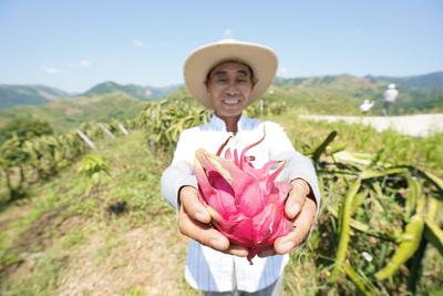红心的火龙果，红火的日子