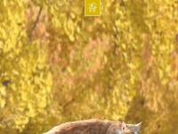  色彩诗意又多情 国色青岛真是太香了