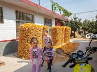 稻香秫熟暮秋天，阡陌纵横万亩连