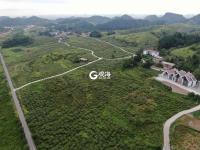 金刺梨生金  贫困村变身别墅村