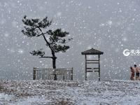 一浴的“树坚强” 陪你看过春夏与秋冬