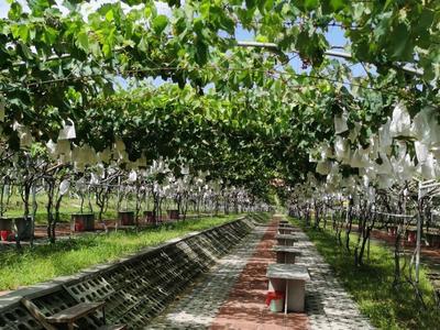 中国最甜的葡萄、200多个葡萄品种......今年大泽山葡萄节看点满满！