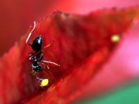 一起看大千世界里的多彩小生命