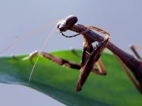 一起看大千世界里的多彩小生命