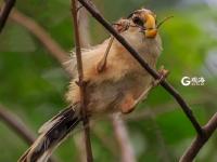 青岛发现震旦雅雀 被誉为鸟中大熊猫 