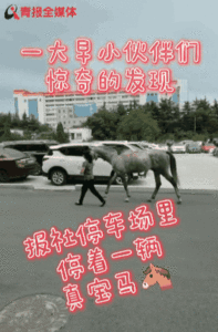 “汗血宝马”?速围观