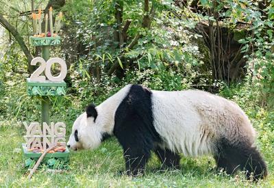 奥地利：大熊猫“阳阳”庆祝生日