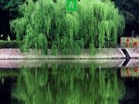  色彩诗意又多情 国色青岛真是太香了