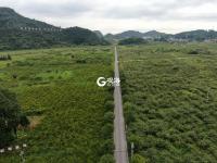 金刺梨生金  贫困村变身别墅村