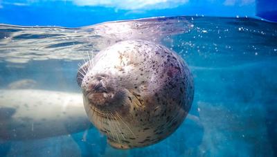 逛完水族馆竟想养水母！从这里认识海洋吧