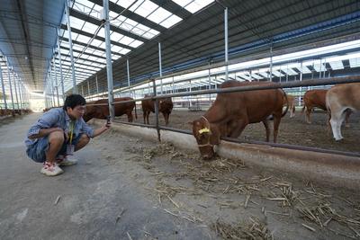 有了青岛帮扶资金 关岭牛核心种牛场 牛壮草茂人致富