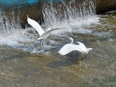 水鸟列队，守坝待鱼