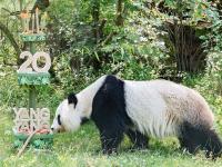 奥地利：大熊猫“阳阳”庆祝生日