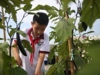 小小农夫 打卡校园里的“屋顶农场”