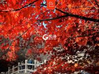 色彩诗意又多情 国色青岛真是太香了（2）