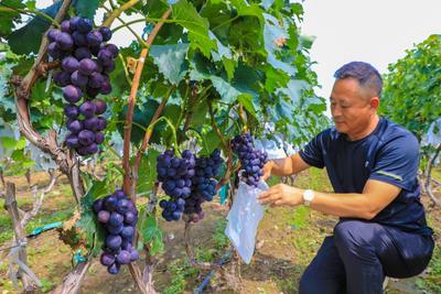 泉上村的葡萄熟了，村民日子甜了