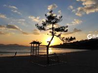 一浴的“树坚强” 陪你看过春夏与秋冬