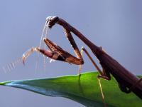 一起看大千世界里的多彩小生命