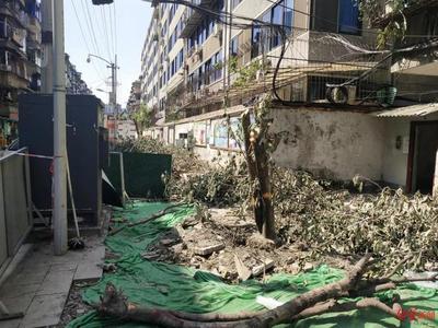 成都桂花巷行道树被砍事件处理结果公布：罚款50万，多人被问责