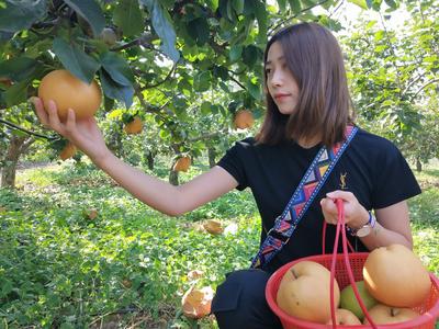 采果蔬 品美食 体验惬意慢生活！2020青岛·洋河乡村慢生活体验节开幕，将持续到10月16日