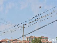 青岛现奇景！数百燕子站在电线上开大会