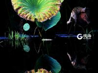 仙气十足！美轮美奂荷塘秋色