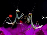 萌萌的昆虫世界，用微距带你看个够