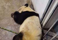 大熊猫雷雷因癫痫发作抢救无效去世，曾哺育赠台大熊猫圆圆