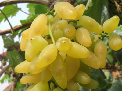 大泽山葡萄节，这些葡萄品种不容错过